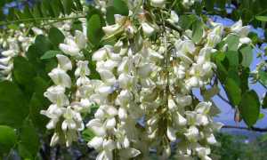 Софора японская: лечебные свойства и противопоказания, применение в народной медицине