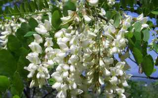 Софора японская: лечебные свойства и противопоказания, применение в народной медицине