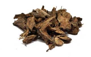 Корень девясила: лечебные свойства и противопоказания, применение в народной медицине