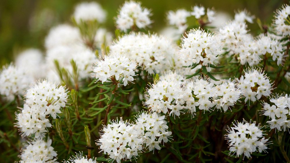 Багульник: лечебные свойства, противопоказания, применение