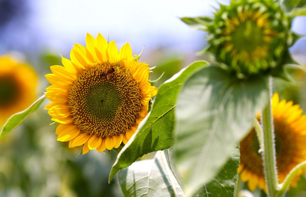 Корень подсолнечника: лечебные свойства