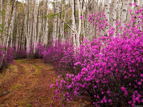 Багульник: лечебные свойства, противопоказания, применение