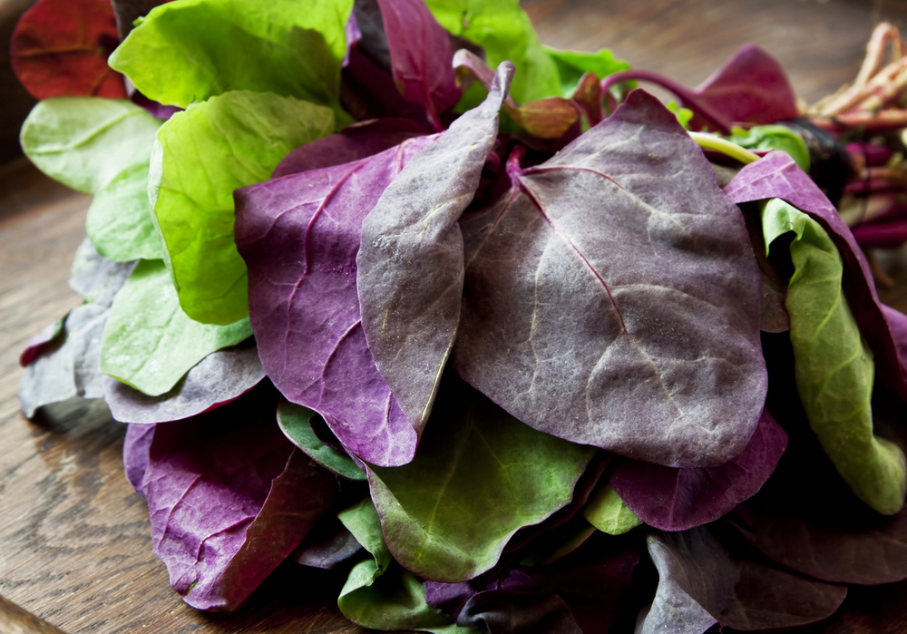 Лебеда: полезные свойства и противопоказания