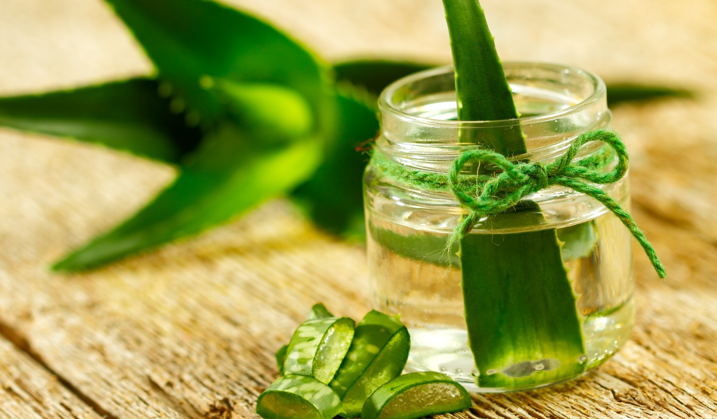 Алоэ: лечебные свойства и противопоказания, польза