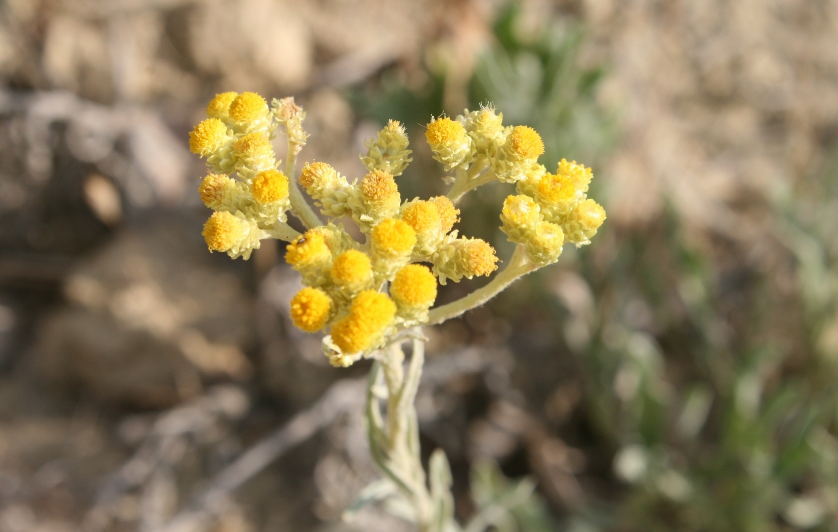 Чем полезен бессмертник?