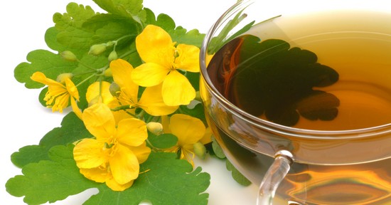 Чистотел: лечебные свойства и противопоказания