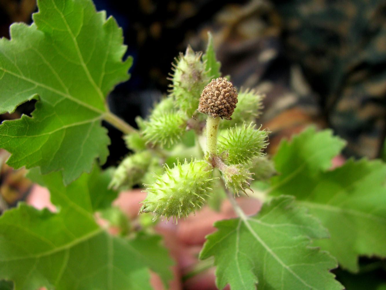 Дурнишник: лечебные свойства и противопоказания, применение
