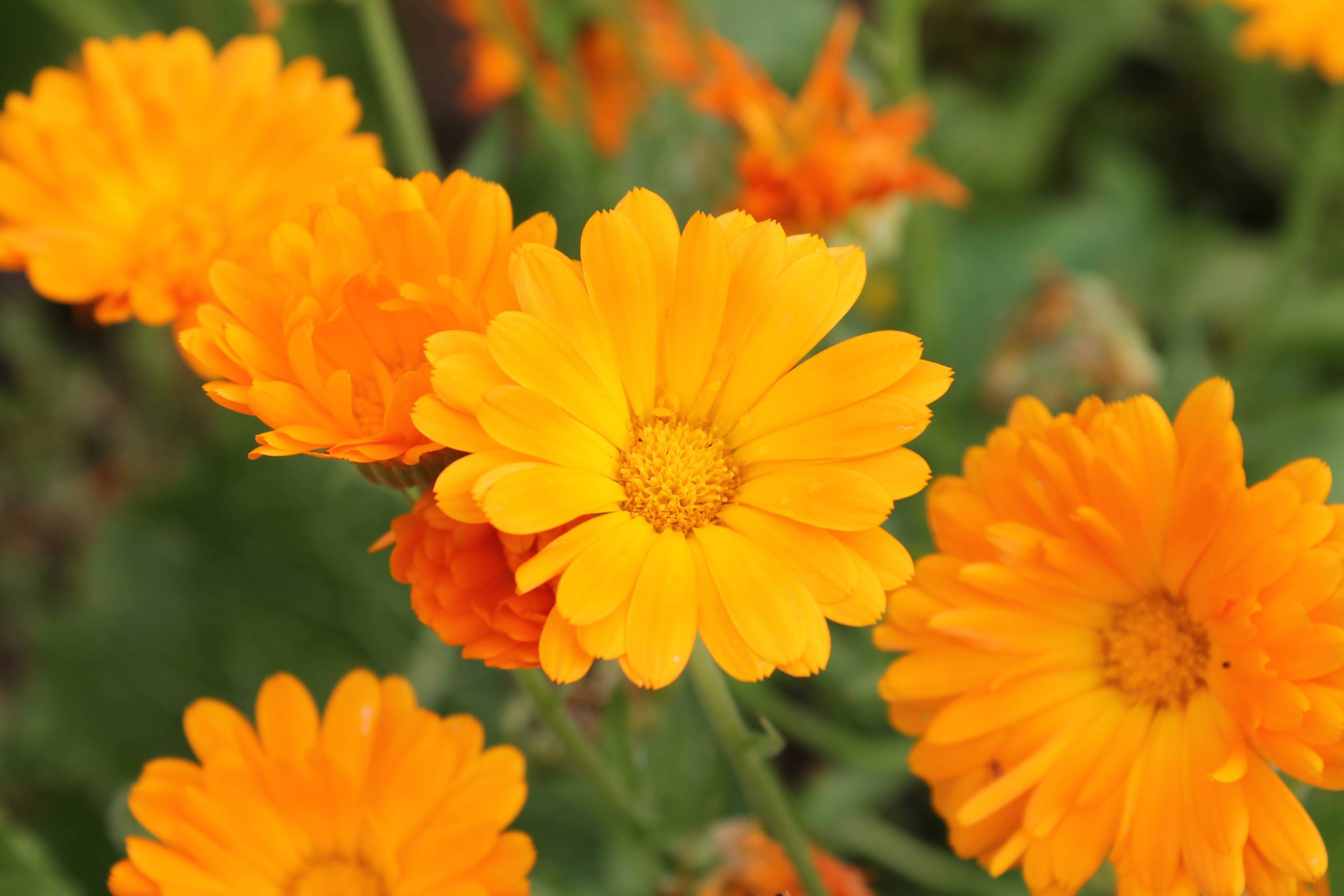 Календула: лечебные свойства и противопоказания, применение (для волос, пяток, зрения)