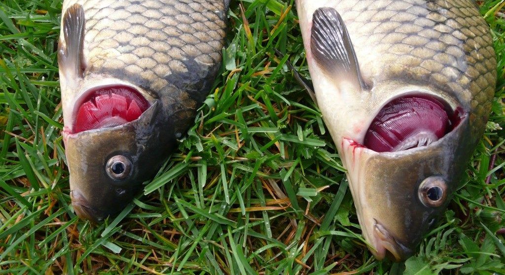 Описторхоз: симптомы и лечение