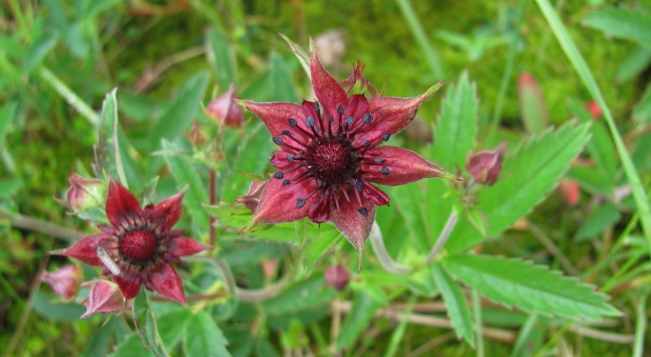 Действенные рецепты настойки сабельника