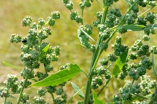 Лебеда: полезные свойства и противопоказания
