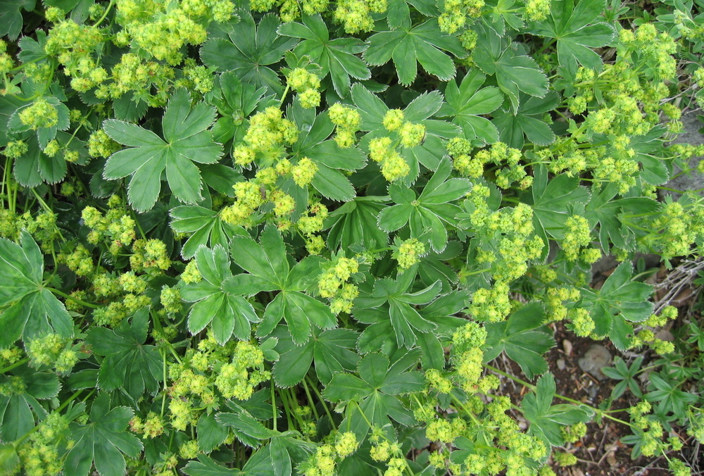Манжетка: лечебные свойства и противопоказания