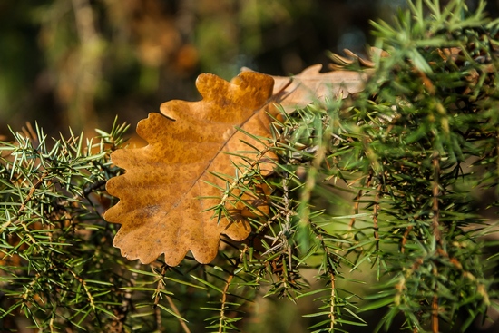 применения багульника болотного
