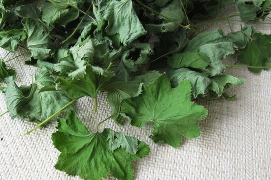 Манжетка: лечебные свойства и противопоказания