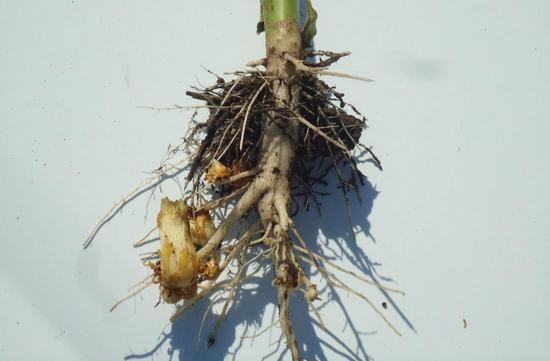 Корень подсолнечника: лечебные свойства, применение в народной медицине