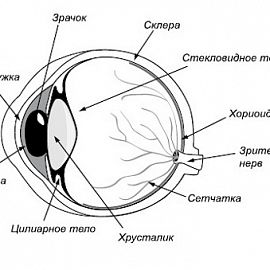 Цилиарное тело