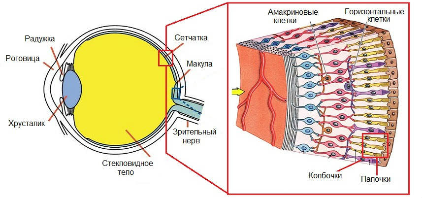 setchatka-anatomy.jpg setchatka-anatomy.jpg